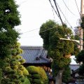 IMG_6597