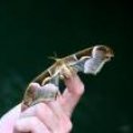 IMG_6636.JPG.thumb.