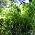 IMG_9986