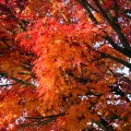 IMG_2678