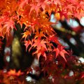 IMG_2684