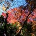 IMG_3147.JPG.thumb.