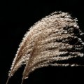 IMG_3305