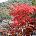 IMG_2972