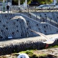 IMG_2995