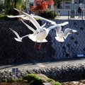IMG_3007