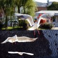 IMG_3008