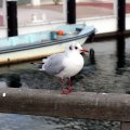 IMG_2860