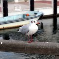 IMG_2860