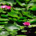 IMG_6056