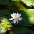 IMG_6051.JPG.thumb.