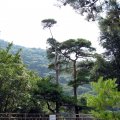 IMG_0452