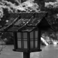 IMG_5950