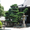 IMG_0264
