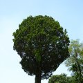 IMG_0266
