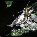 Kyoto_060805_38 