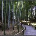 Kyoto_060805_62 .jpg.thumb.