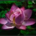 Kyoto_060805_75 .jpg.thumb.