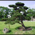osaka_castle05 copy