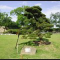 osaka_castle06 copy