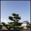osaka_castle09 copy.jpg.thumb.