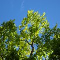 IMG_0316