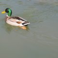 IMG_1343