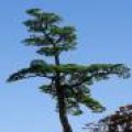 IMG_1329.JPG.thumb.