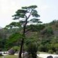 IMG_1360.JPG.thumb.