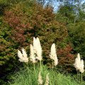 IMG_0891