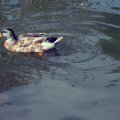 IMG_0961