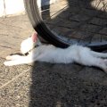 IMG_0986