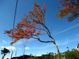IMG_1544.JPG.thumb.