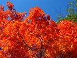 IMG_1567.JPG.thumb.