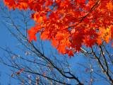 IMG_1568.JPG.thumb.