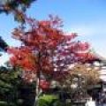 IMG_1569.JPG.thumb.