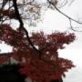 IMG_1648.JPG.thumb.