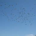 IMG_0615
