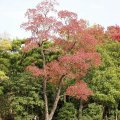 PB051106-223
