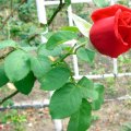 IMG_1186