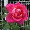 IMG_1191