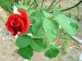 IMG_1187.JPG.thumb.