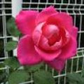 IMG_1191.JPG.thumb.