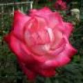 IMG_1194.JPG.thumb.
