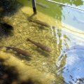 IMG_2976