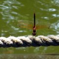 IMG_2979