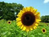 IMG_2964.JPG.thumb.