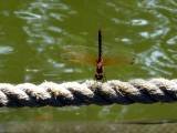 IMG_2979.JPG.thumb.
