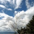 IMG_3270