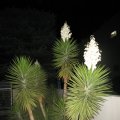 IMG_2471
